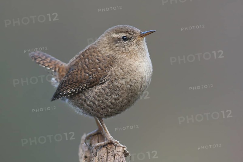 Eurasian Wren (Troglodytes troglodytes), Baden-Wuerttemberg, Germany