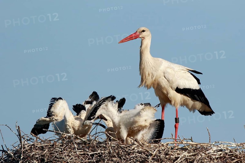 White Stork (Ciconia ciconia) with chicks in nest, North Rhine-Westphalia, Germany