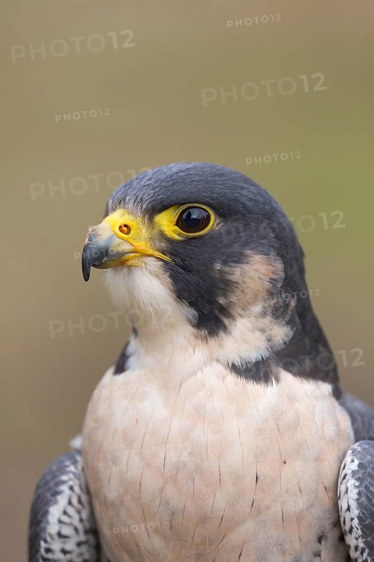 Portrait of an adult Peregrine falcon, Falco peregrinus peregrinus