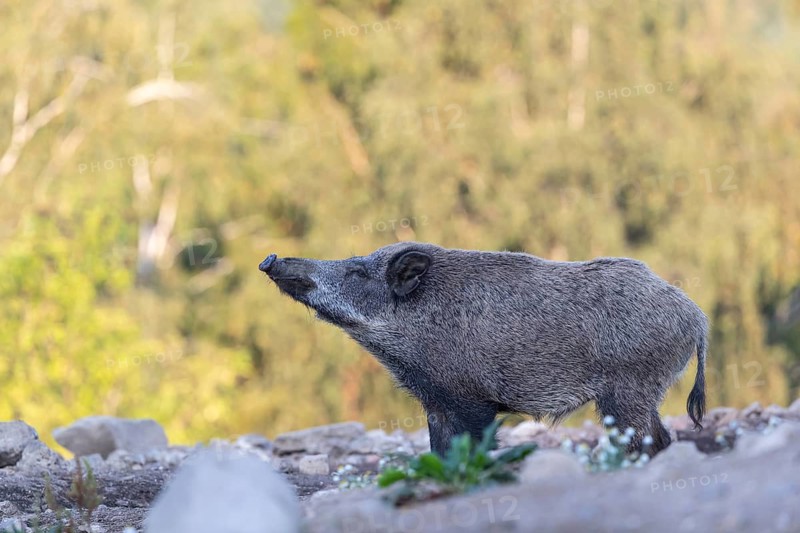 One adult wild boar or wild pig (Sus scrofa) walking over an opening with a forest in first autumnal colours in the background