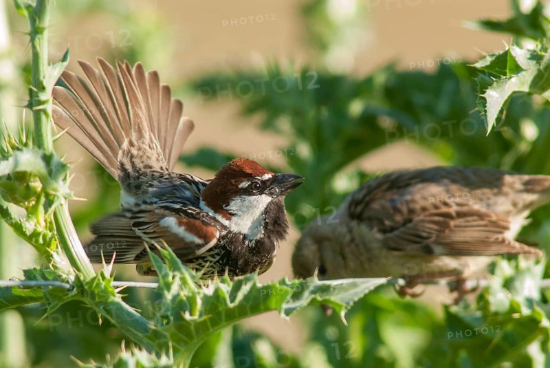 Passer hispaniolensis, Spanish sparrow, willow sparrow, courtship, birds, extremadura, female, male, male, passeri, songbirds, Spain, sparrows, birds, female
