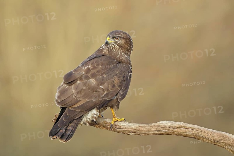 Common buzzard (Buteo buteo), sitting on a branch, Wilnsdorf, North Rhine-Westphalia, Germany