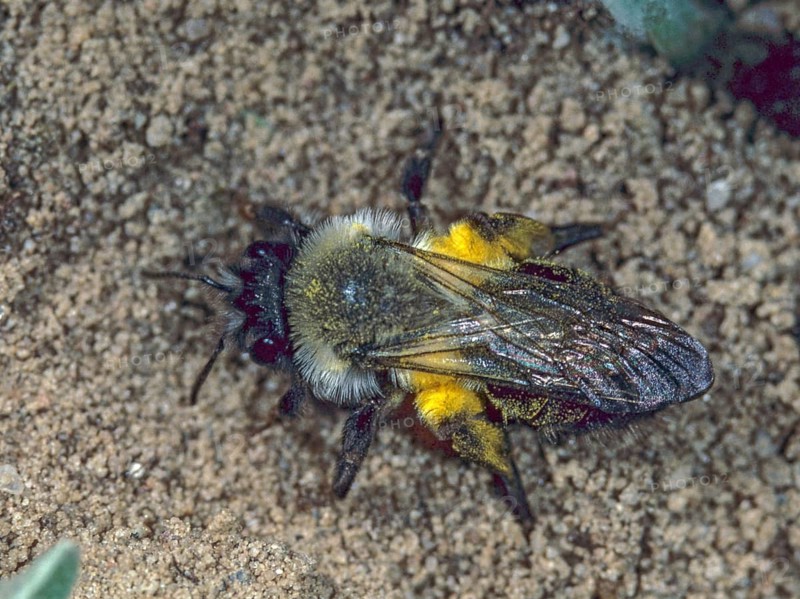 Andrena cf. vaga, andrena vaga, andrenidae, floodplain sand bee, grey-backed mining bee, grey-backed mining bee, hymenoptera, sand bee, willow sand bee, insects, leo, wild bees