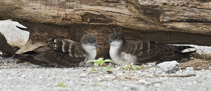 Wedge-tailed Shearwater (Ardenna pacifica), Hawaii, USA
