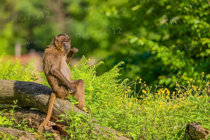 A male Gelada (Theropithecus gelada), or bleeding-heart monkey sits on a log lying in dense green vegetation, enjoying the morning sun