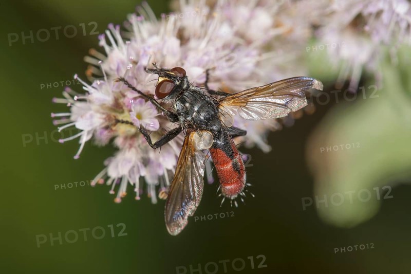 A two-coloured leaf miner fly (Cylindromyia bicolor) perched on a purple flower of long-leaved mint (Mentha longifolia), a detailed macro shot with a summery feel, Baden-Württemberg, Germany