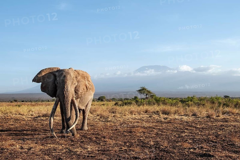 African elephant (Loxodonta africana) in picturesque landscape with the summit of Mount Kilimanjaro, the famous Super Tusker elephant Craig, old male with long tusks, in the evening light, Kajiado County, Kenya