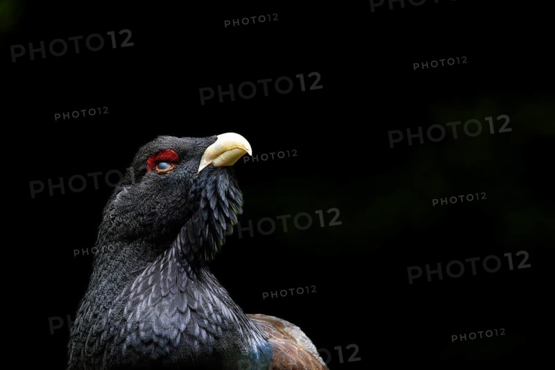 Bird in profile with a red eye patch and dark plumage against a dark background, capercaillie (Tetrao urogallus), animal portrait, mating season, Black Forest, Baden-Württemberg, Germany