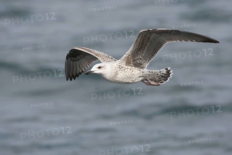 Great Black-backed Gull (Larus marinus) juvenile flying, North Sea, Germany