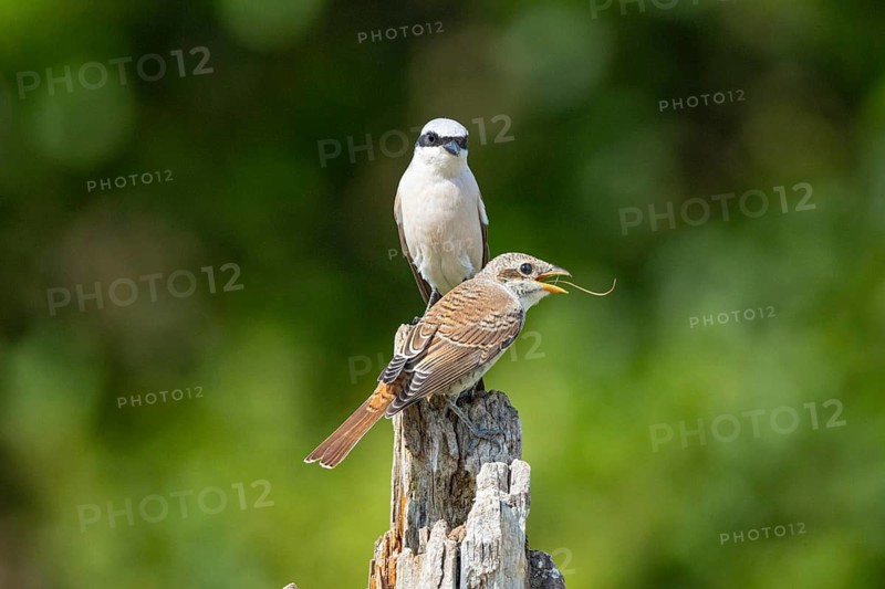 Red-backed shrike (Lanius collurio) Juvenile and adult bird Germany
