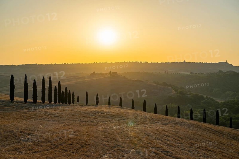 Typical Tuscan landscape in Val d'Orcia with hills, trees, fields, farmhouses and cypresses at sunrise in summer, Tuscany, Italy