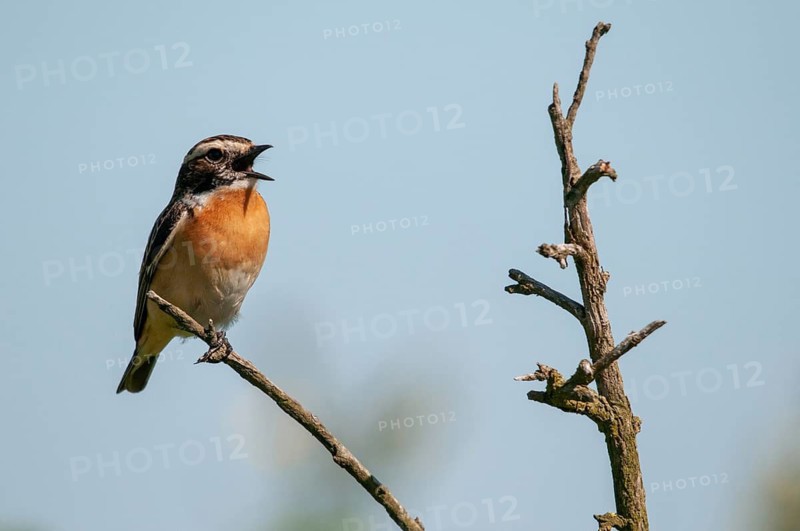 Brandenburg, whinchat, post-mining landscape, Nabu, national natural heritage, Grünhaus natural paradise, saxicola rubetra, whinchat, post-mining landscape, birds, song, green house, passeri, singing, songbirds, birds