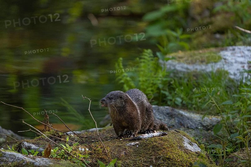 One Eurasian otter (Lutra lutra), sitting on a mossy rock and eating a fresh caught fish