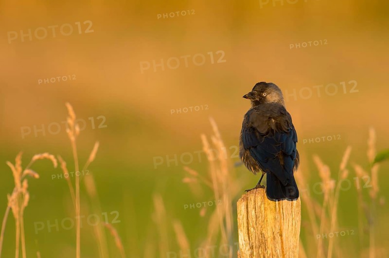 Western Jackdaw (Coloeus monedula), Schleswig-Holstein, Germany