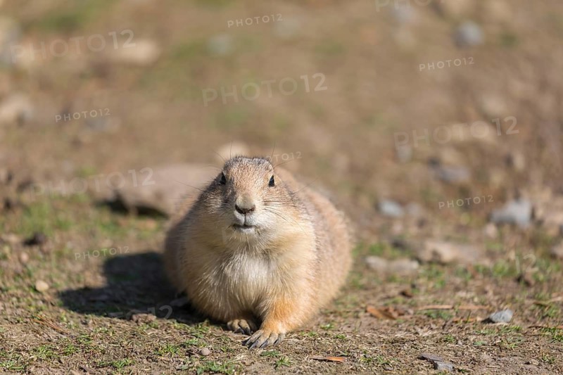 One black-tailed prairie dog sitting on sandy terrain, searching for food on a bright sunny day