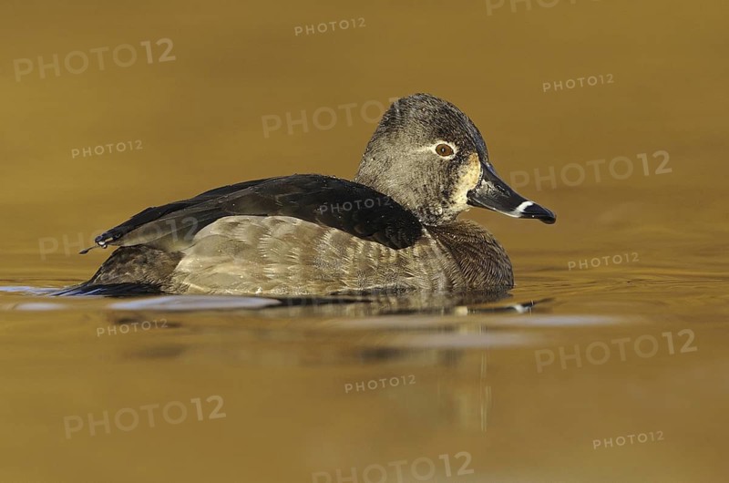 Ring-necked Duck (Aythya collaris) female, British Columbia, Canada