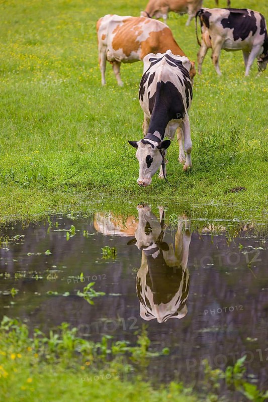 Holstein Friesian cattle stand on a green meadow at a puddle and drink. A reflection of the cows and the mountains can be seen in the puddle. Eng Valley, Austria