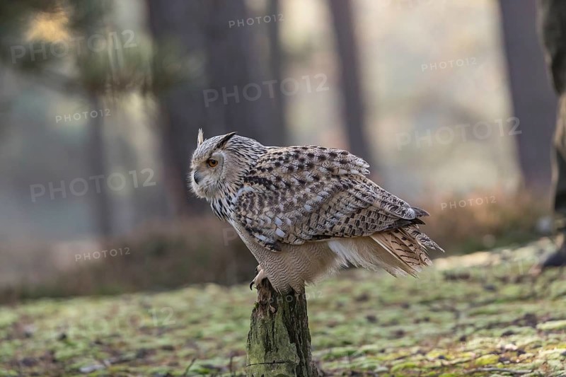 One Siberian Eagle Owl (Bubo bubo sibiricus) perched on a tree stump in a forest. Early morning light with bright forest in the background