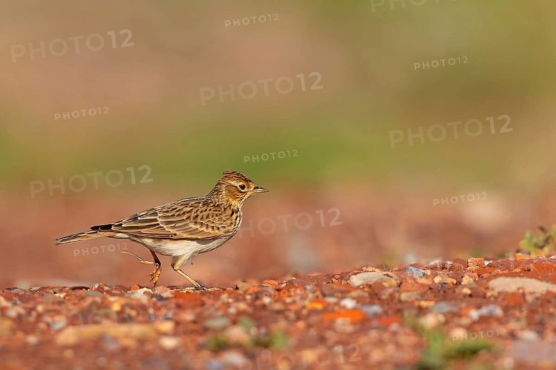 Skylark, Eurasian Sky Lark, Eurasian Skylark, Alauda arvensis, Alouette des champs, Alondra Com?n, Erpolzheim, Bad Dürkheim district, Rhineland-Palatinate, Germany