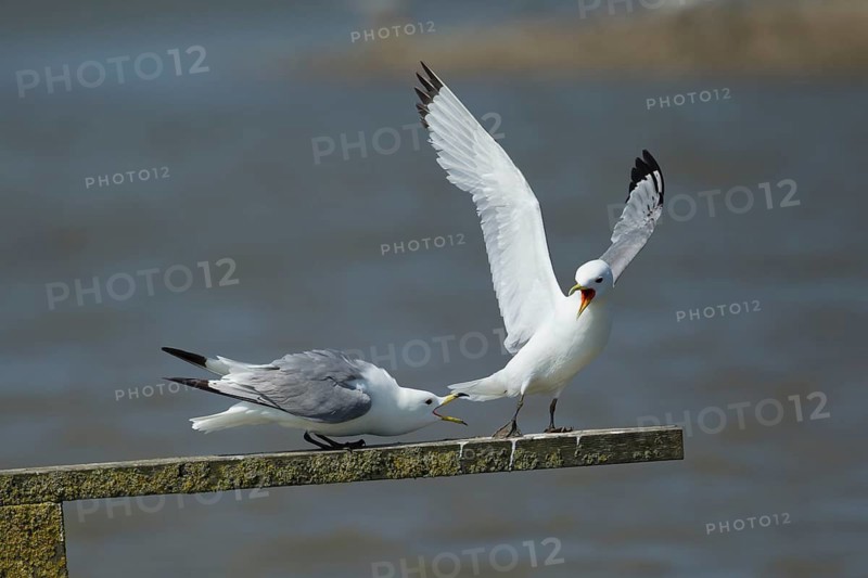 Black legged kittiwake (Rissa tridactyla) two adult seabird birds squabbling on a wooden post, England, United Kingdom