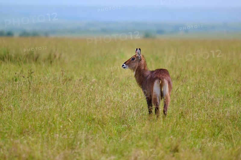 An antelope stands in the vast grasslands of the savannah, surrounded by green grass: a Defassa waterbuck (Kobus defassa), Masai Mara National Reserve, Narok County, Kenya