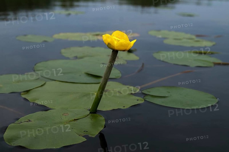 Brandy bottle, yellow pond mummel, nuphar lutea, nymphaeaceae, water lily family, pond cord, pond mummel, yellow water-lily, flora, yellow pond-lily, plants, plants, pond-rose