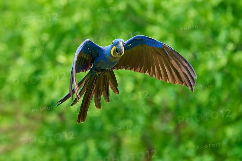 A blue hyacinth macaw flies against a green background, Hyacinth Macaw (Anodorhynchus hyacinthinus), Bonito, Pantanal, Brazil