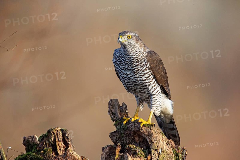 Goshawk (Accipiter gentilis) Germany