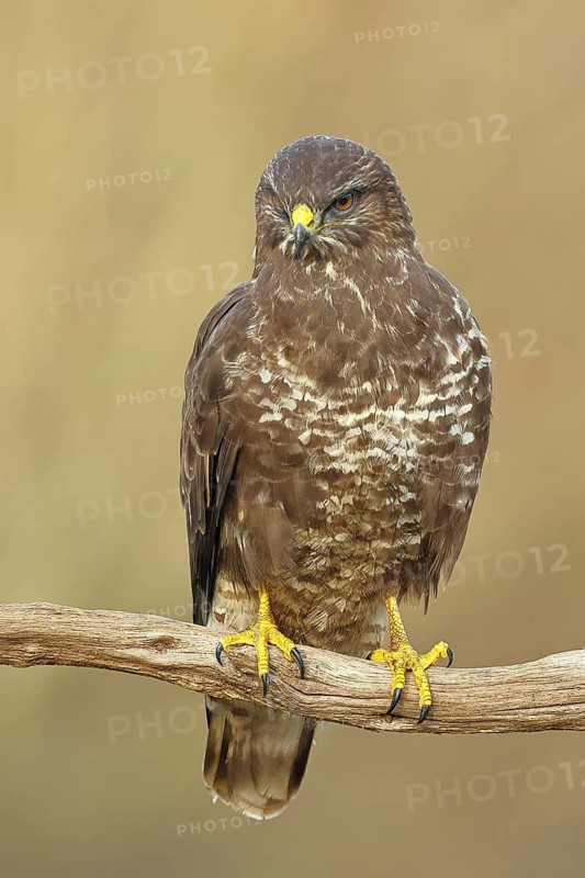 Common buzzard (Buteo buteo), sitting on a branch, Wilnsdorf, North Rhine-Westphalia, Germany