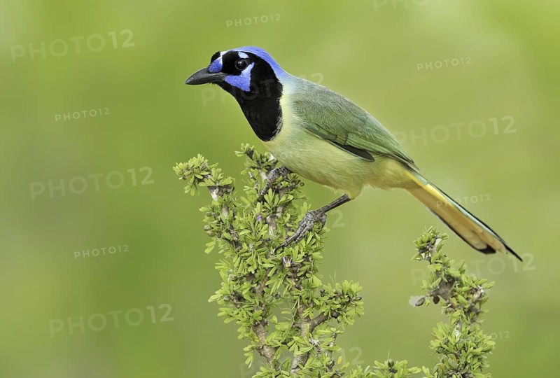 Green Jay (Cyanocorax luxuosus), Texas, USA