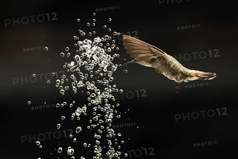Anna's hummingbird (calypte anna) enjoying the water fountain drops
