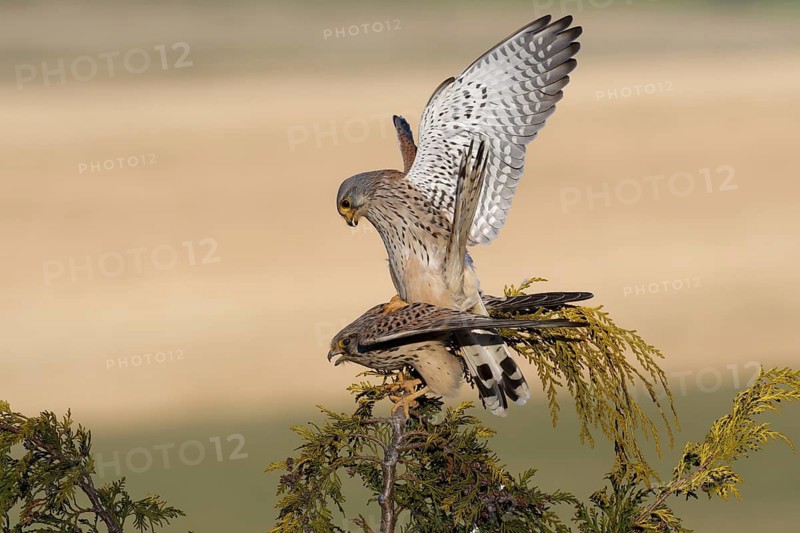 Common Kestrel (Falco tinnunculus) pair mating, Saxony, Germany
