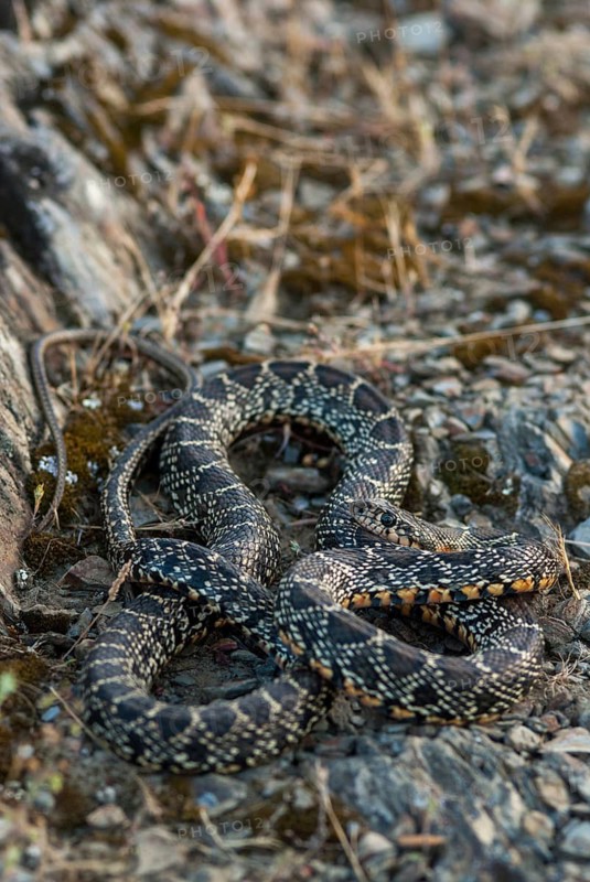 Coluber Hippocrepis, Hemorrhois Hippocrepis, Horseshoe Snake, Horseshoe Snake, Critters, Extremadura, Horseshoe Whip Snake, Reptilia, Reptiles, Snakes, Spain