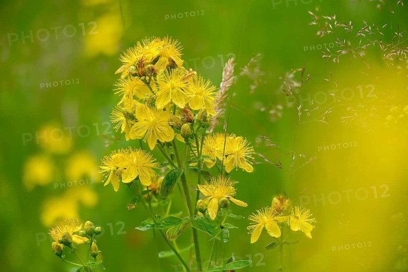 Detected St. John's wort, common St. John's wort, hardhay, hypericaceae, hypericum perforatum, St. John's wort, St. John's wort, spotted hard hay, spotted St. John's wort, spotted St. John's wort, plants, plants