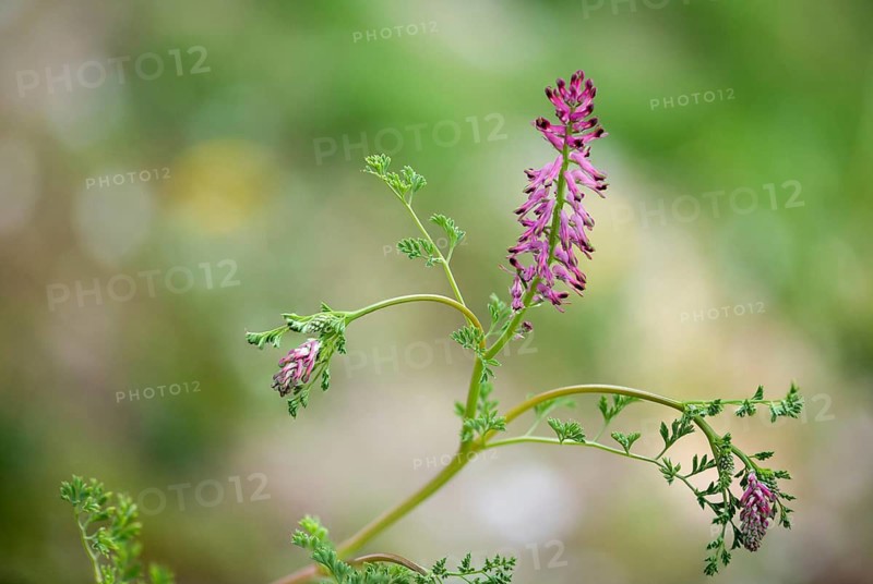 Real earth smoke, fumaria officinalis, common earth smoke, poppies, papaveraceae, common fumitory, drug fumitory, earth smoke, earth smoke, flora, plants, plants