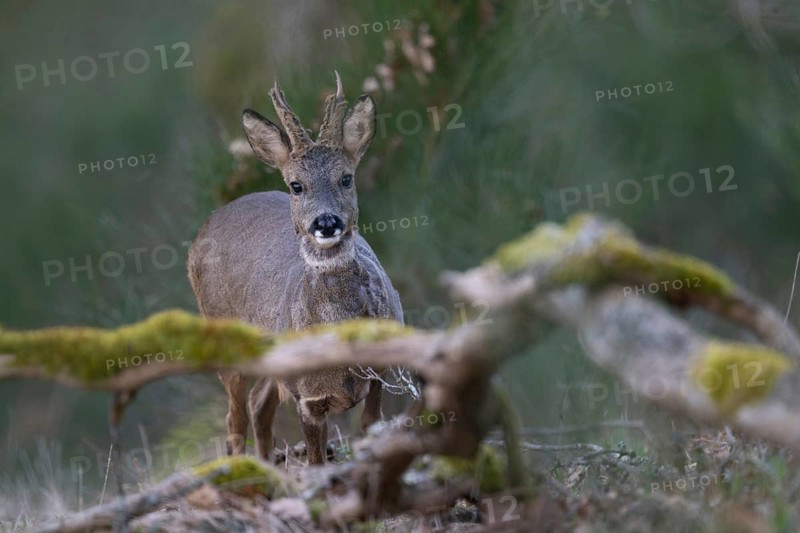 Roebuck in spring, Bitburg, Rhineland-Palatinate, Germany