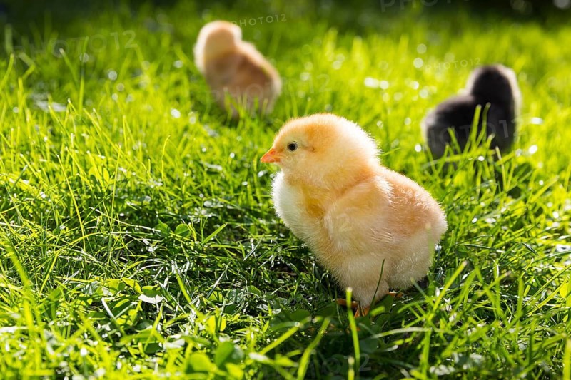 Chicks of domestic fowl (Gallus gallus domesticus) in the meadow