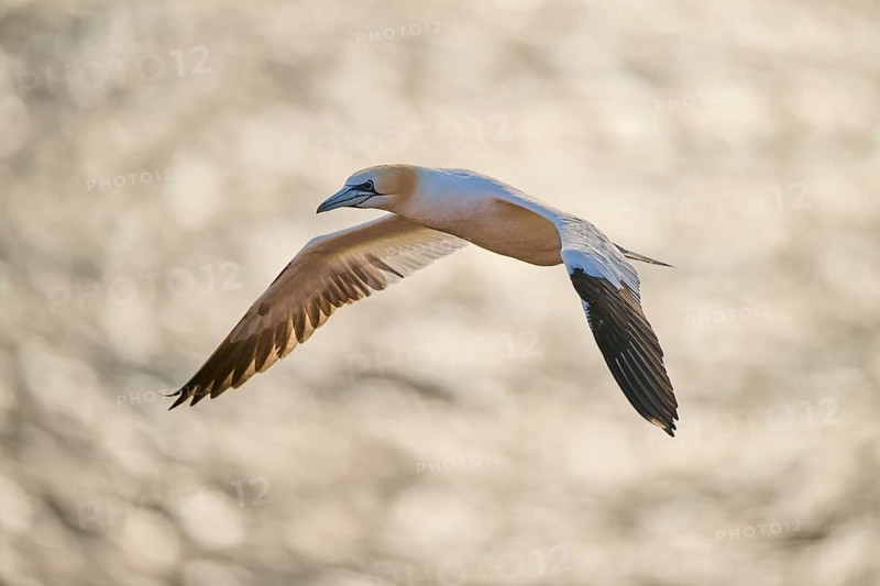 Northern gannet (Morus bassanus) flying over the sea, wildlife, Helgoland, Germany
