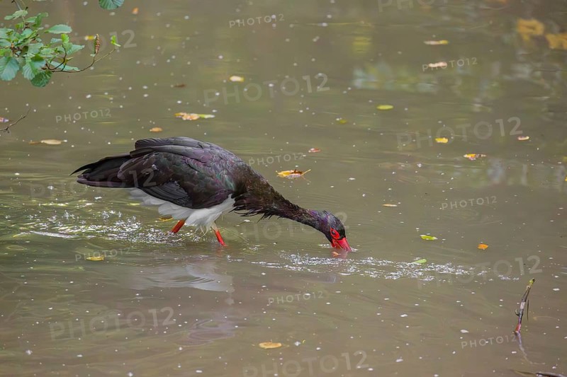 A black stork, Ciconia Nigra, stands in a shallow stream looking for food
