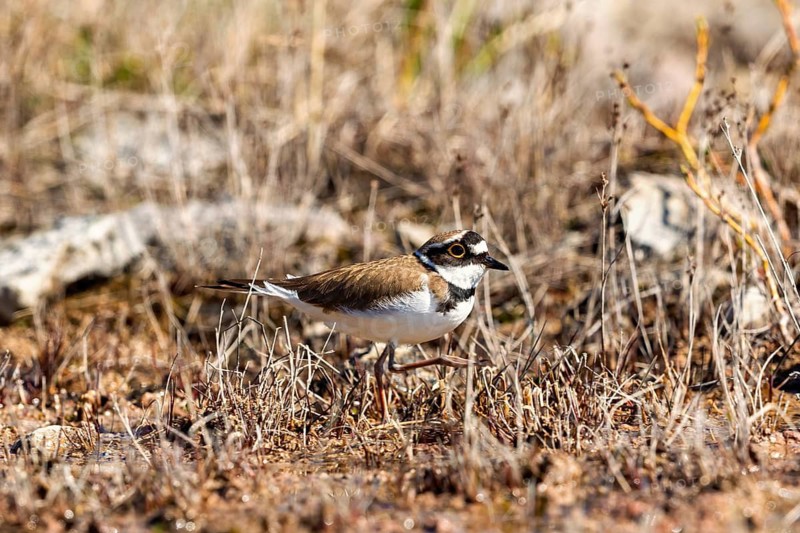Little Ringed Plover (Thinornis dubius) walking among dry grass on the graund a sunny spring day