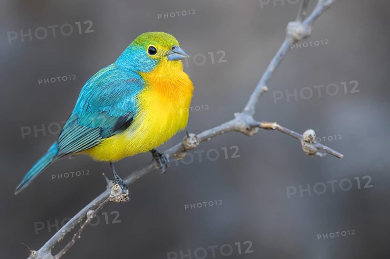 Orange-breasted Bunting (Passerina leclancherii) perched on a branch in Oaxaca, Mexico