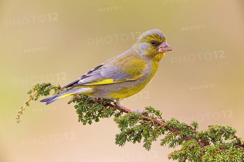 Grünfink, Grünling, Greenfinch, European Greenfinch, Western Greenfinch, Carduelis chloris, Chloris chloris, Verdier d'Europe, Verdier, Verderón Común