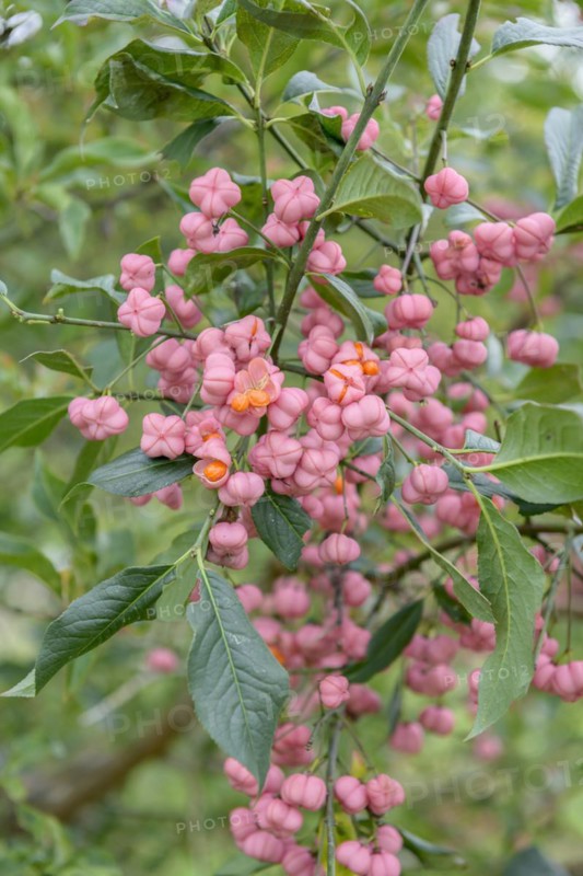 Common peacock (Euonymus europaeus),  Veitshöchheim, Bavaria, Germany