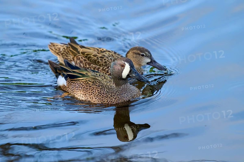 Two blue winged duck (Spatula discors), together on water, spring, Wakodahatchee Wetlands, Delray Beach, Florida, USA