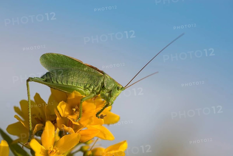 Grasshoppers, Tettigonia Cantans, Upland Green Bush Cricket, Chirping Hayhorse, Ensifera, Grasshoppers, Locusts, Insects, Insects, Long-Feeler Scares