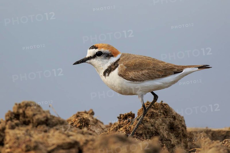 Kentish Plover (Charadrius alexandrinus) male, Greece