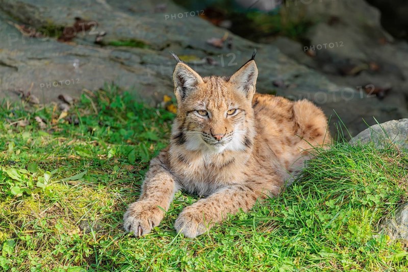 A young Eurasian lynx (Lynx lynx) rests in a meadow, and looks around