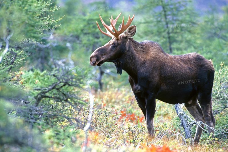 Moose. Alces alces. Bull moose standing and watching. Gros Morne national park. Province of Newfoundland. Canada