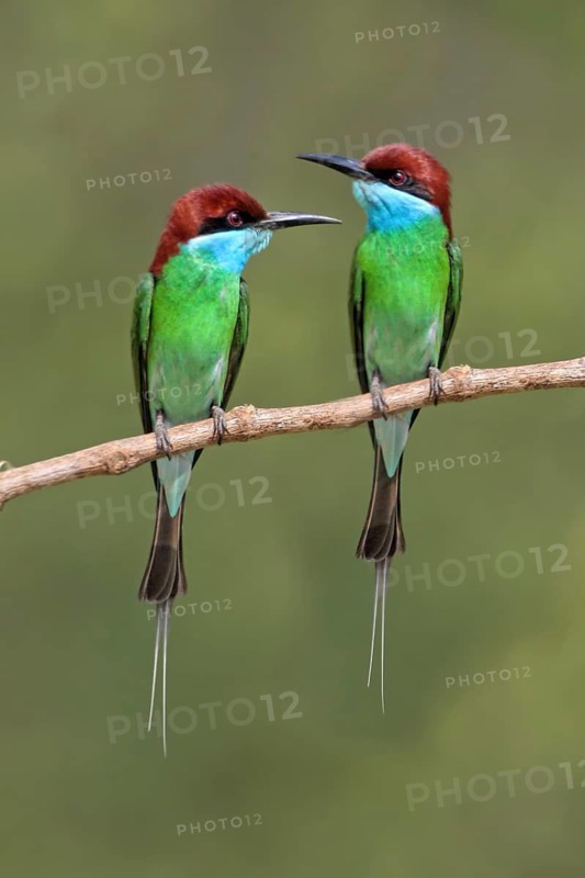 Blue-throated Bee-eater (Merops viridis) pair, Malaysia