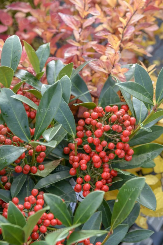 Skimmia (Skimmia japonica 'Pabella'), BS Sämann, Bautzen, Saxony, Germany